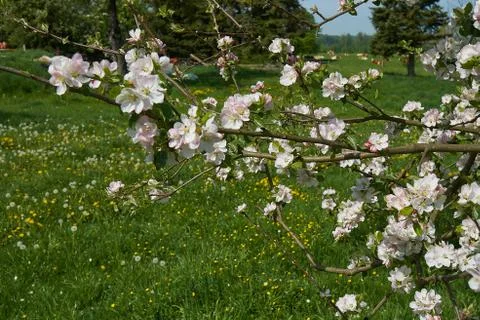 Blooming apple tree in the rays of sunlight. Springtime in bavaria Stock Photos