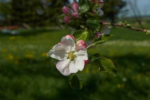 Blooming apple tree in the rays of sunlight. Springtime in bavaria Stock Photos