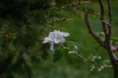 Blooming apple tree in the rays of sunlight. Springtime in bavaria Stock Photos