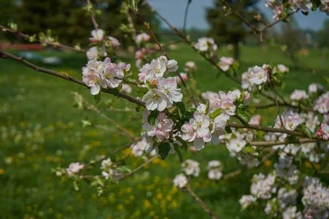 Blooming apple tree in the rays of sunlight. Springtime in bavaria Stock Photos