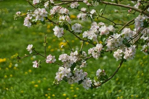 Blooming apple tree in the rays of sunlight. Springtime in bavaria Stock Photos