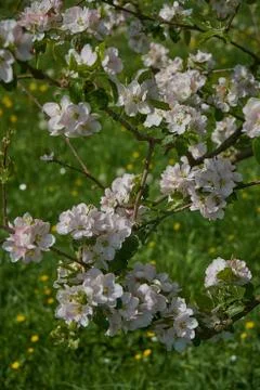 Blooming apple tree in the rays of sunlight. Springtime in bavaria Stock Photos