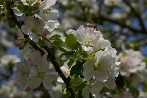 Blooming apple tree in the rays of sunlight. Springtime in bavaria Stock Photos