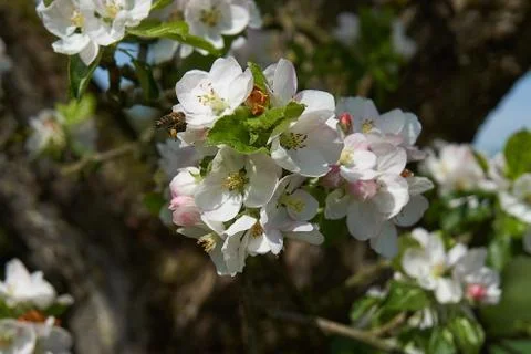 Blooming apple tree in the rays of sunlight. Springtime in bavaria Stock Photos
