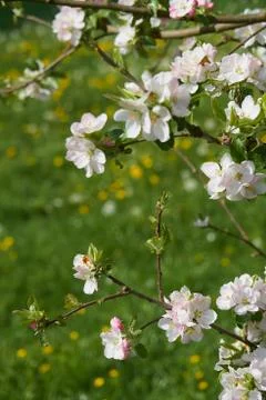 Blooming apple tree in the rays of sunlight. Springtime in bavaria Stock Photos