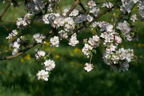 Blooming apple tree in the rays of sunlight. Springtime in bavaria Stock Photos