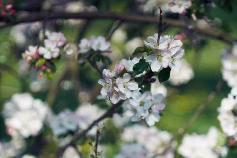 Blooming apple tree in the rays of sunlight. Springtime in bavaria Stock Photos