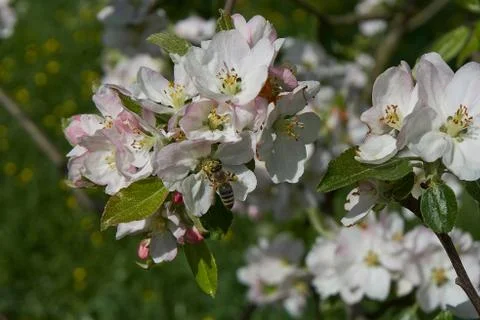 Blooming apple tree in the rays of sunlight. Springtime in bavaria Stock Photos