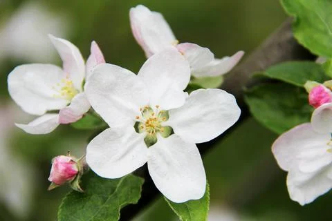 Blooming apple tree. Several flower buds and green young leaves on a branch Stock Photos