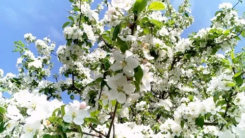 Blooming apple tree sky Stock Footage 81140947