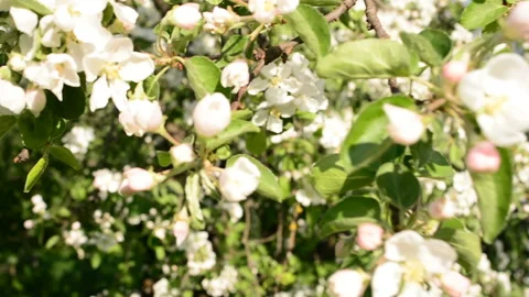 Blooming Apple tree. Small white flowers Stock Footage 89778293