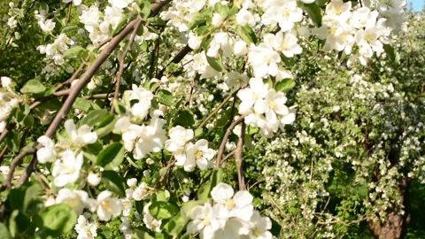 Blooming Apple tree. Small white flowers Stock Footage 89778663