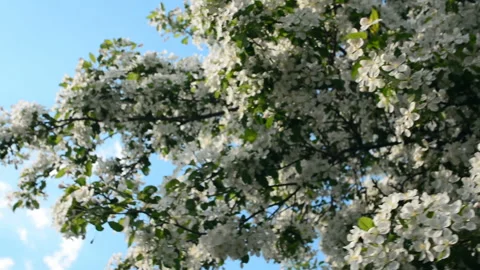Blooming Apple tree. Small white flowers Stock Footage 89778786