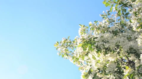 Blooming Apple tree. Small white flowers Stock Footage 89779177