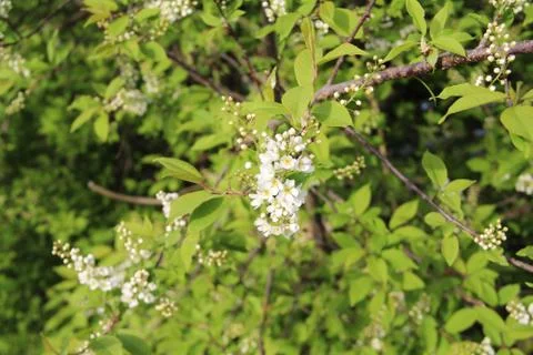 Blooming apple tree, small white flowers on a blurred background. Stock Illustration