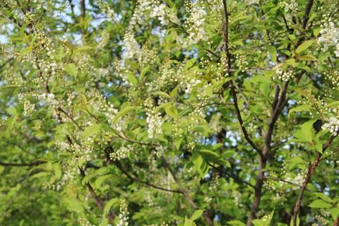 Blooming apple tree, small white flowers on a blurred background. Stock Illustration