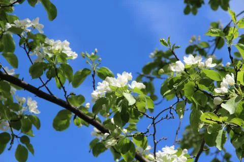 Blooming apple tree, small white flowers on a blurred blue sky background. Stock Photos