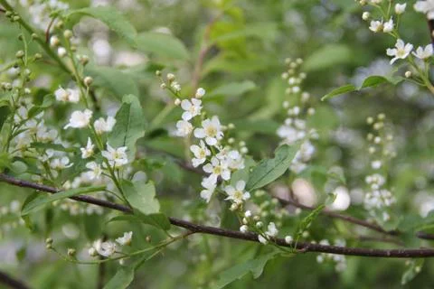Blooming apple tree, small white flowers on a blurred background. Stock Photos