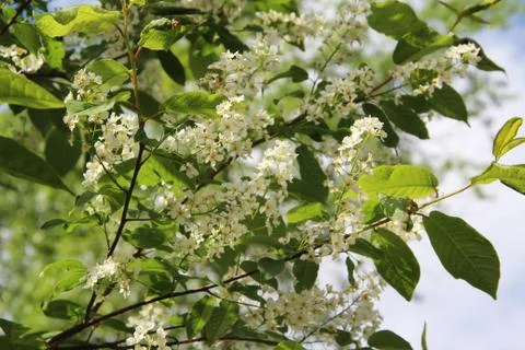 Blooming apple tree, small white flowers on a blurred background. Stock Photos