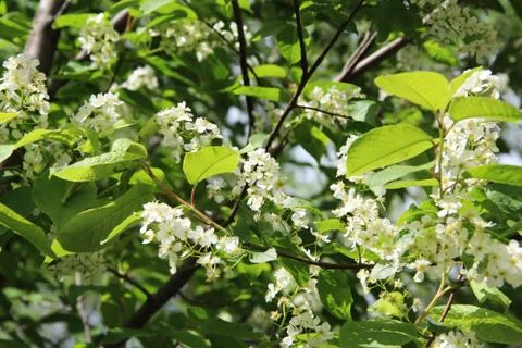 Blooming apple tree, small white flowers on a blurred background. Stock Photos