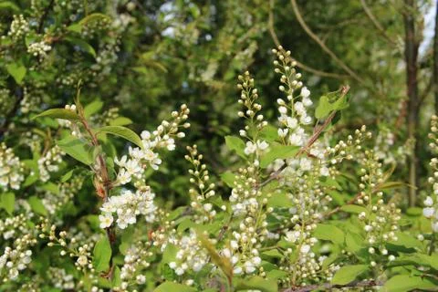 Blooming apple tree, small white flowers on a blurred background. Stock Photos