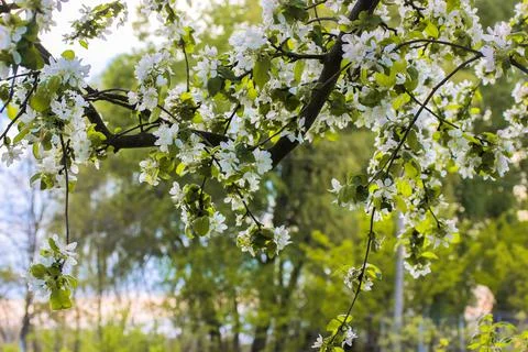 A blooming apple tree with small white flowers in a green spring orchard, garden Stock Photos