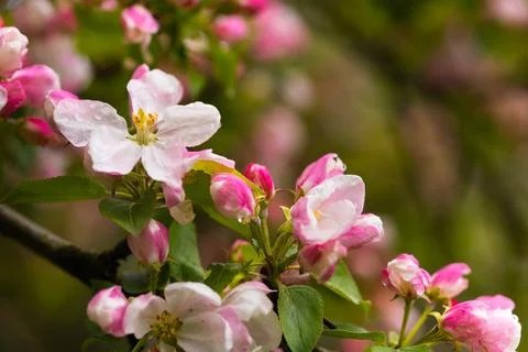 Blooming apple tree in spring after rain Stock Photos