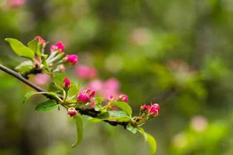 Blooming apple tree in spring after rain Foto stock