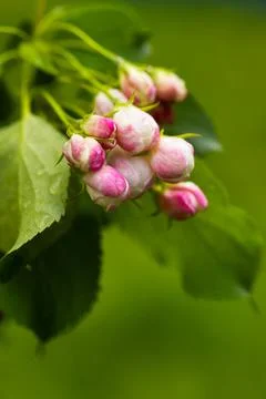 Blooming apple tree in spring after rain Stock Photos