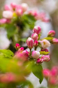 Blooming apple tree in spring after rain Stock Photos
