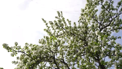 Blooming Apple tree in spring against blue sky on a Sunny day in nature outdoors Stock Footage 167622921
