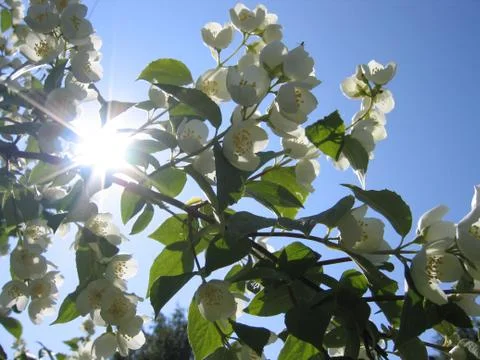 Blooming apple tree in spring against the blue sky Foto stock