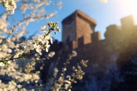 Blooming apple tree at spring and castle at background Stock Photos