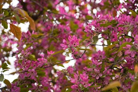 Blooming apple tree, spring apple tree, apple tree Stock Photos