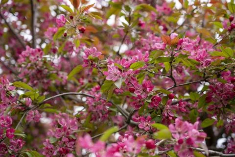 Blooming apple tree, spring apple tree, apple tree Stock Photos