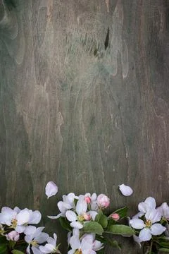 Blooming apple tree. Spring background Stock Photos