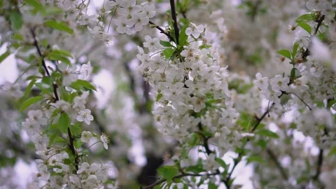 Blooming apple tree in spring. Beautiful flowers on a tree branch Stock Footage 171408610