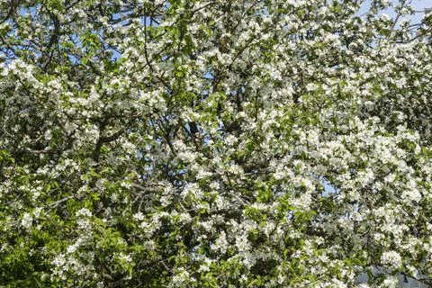 Blooming apple tree in spring, beautiful spring landscape. Foto stock