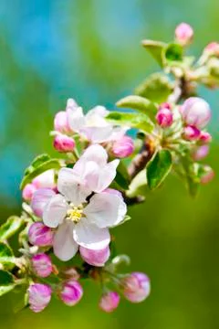 Blooming apple tree on spring with a blurred background Stock Photos