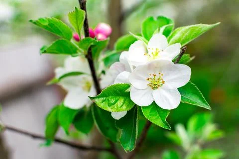 Blooming apple tree in spring on a blurred background close-up. Selective focus. Stock Photos