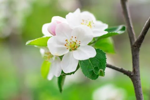 Blooming apple tree in spring on a blurred background close-up. Selective focus. Stock Photos