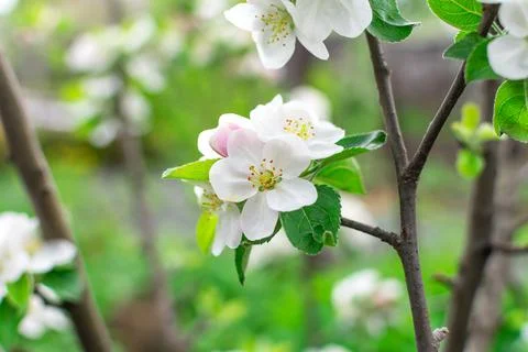 Blooming apple tree in spring on a blurred background close-up. Stock-Fotos