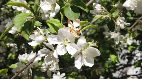 Blooming apple tree in spring close up Video stock 130713858