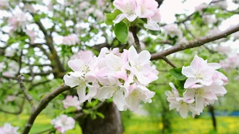 Blooming apple tree in spring close-up. Delicate white-pink flowers on the Video stock 196434925