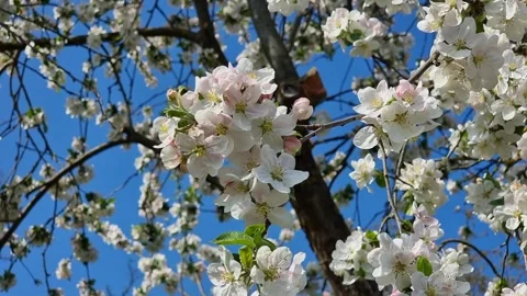 Blooming apple tree in spring, close-up, blue sky Stock Footage 265908132