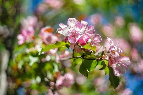Blooming apple tree in spring, close-up of pink flowers Stock Photos