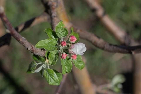 Blooming apple tree in spring day Stock Photos