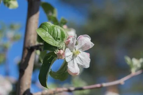 Blooming apple tree in spring day Stock Photos