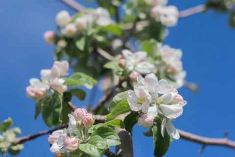 Blooming apple tree in spring day Stock Photos