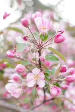 Blooming apple tree on spring. Flowering Crabapple in the park. Closeup of pi Stock Photos